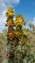 Royal hakea, Fitzgerald River National Park, Western Australia Royalty Free Stock Photo