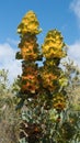 Royal hakea, Fitzgerald River National Park, Western Australia Royalty Free Stock Photo