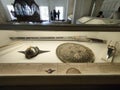 Royal Helmet, shield and katar, In Mehrangarh fort jodhpur Rajasthan India