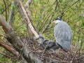 Royal heron nest with chick caring for and feeding family Royalty Free Stock Photo