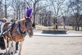 Royal horse carriage rides at Central Park on the fountain square with branches of bare trees under a late winter sun