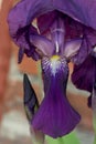 Royal Iris