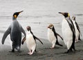 Royal and King penguins on beach