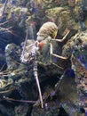 Royal lobster at the Gosier aquarium in Guadeloupe