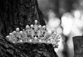 Royal luxury ancient crown, diadem, wedding accessories. Royalty Free Stock Photo