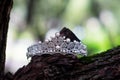 Royal luxury ancient crown, wedding accessories. Jewellery