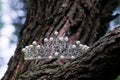 Royal luxury ancient crown with pearls, wedding accessories