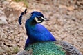 Royal Male Peacock head detail Royalty Free Stock Photo