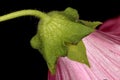 Royal Mallow Malva trimestris. Calyx and Epicalyx Closeup Royalty Free Stock Photo