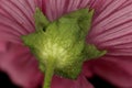 Royal Mallow Malva trimestris. Calyx and Epicalyx Closeup Royalty Free Stock Photo