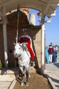 Royal Moroccan Guard mounting his horse in Rabat Royalty Free Stock Photo