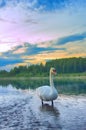 Royal mute Swan on river at sunset. Royalty Free Stock Photo