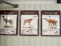 Camel pictorials in the Rhino Barn Ashfall Fossil Beds State Historic Park in Royal, NE