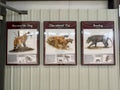 Photos of Dog,Cat, and Beardog type of animal at the Ashfall Fossil Beds State Historic Park in Royal, NE