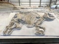 Rhino fossils in the Rhino Barn Ashfall Fossil Beds State Historic Park in Royal, NE