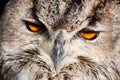 Royal owl - Bubo Bubo Royalty Free Stock Photo