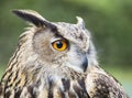 Royal owl Royalty Free Stock Photo