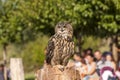 Royal Owl Royalty Free Stock Photo
