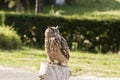 Royal Owl Royalty Free Stock Photo