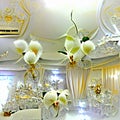 Royal palace, orchid and elegance