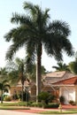 Royal palm_1 Royalty Free Stock Photo