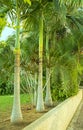 Royal Palm in a corner of a tropical garden in the city of Holon Israel