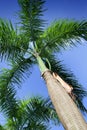 Royal Palm (Roystonea regia) Royalty Free Stock Photo