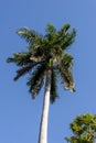 Royal Palm Roystonea regia tree