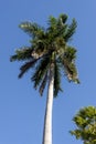 Royal Palm Roystonea regia tree Royalty Free Stock Photo