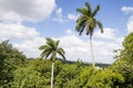 Royal Palm Roystonea regia tree