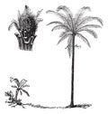 Royal Palm or Roystonea regia, vintage engraving Royalty Free Stock Photo