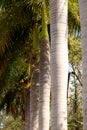 Royal Palm Tree Stem