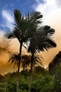 Royal palm tree at sunset, Mauritius(Roystonea regia) Royalty Free Stock Photo