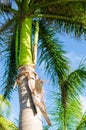 Royal palm tree top (roystonea regia)