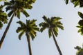 Royal palm tree very popular in brazil