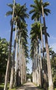 Royal Palm Trees at Botanical Garden in Rio de Janeiro