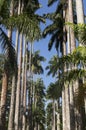 Royal Palm Trees at Botanical Garden in Rio de Janeiro