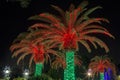 Royal Palm Trees Illuminated With Christmas Lights
