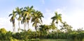 Royal palm trees panorama