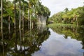 Royal Palm trees reflecting in the Bonnet House slough Royalty Free Stock Photo