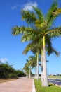 Royal palm trees row in tropical garden road