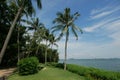 royal palm trees row in tropical sentosa sea beach singapore Royalty Free Stock Photo