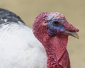 Royal Palm turkey is ornamental, exhibition bird with a unique appearance, largely white with bands of metallic black