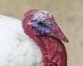 Royal Palm turkey is exhibition bird with a unique appearance, largely white with bands of metallic black. Close up