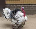 Royal Palm turkey is exhibition bird with a unique appearance, largely white with bands of metallic black