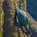 Royal panaque in closeup, popular suckermouth catfish in aquaculture, Tropical fish from the Amazon basin of America