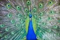 The Royal Peacock Close-Up.Portrait of Indian peacock Pavo cristatus with feathers out.A male Green peacock showing his spreade Royalty Free Stock Photo