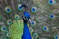 Royal Peafowl or King Peafowl immortalized in captivity