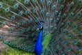 Royal Peafowl or King Peafowl immortalized in captivity