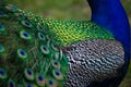 Royal Peafowl or King Peafowl immortalized in captivity